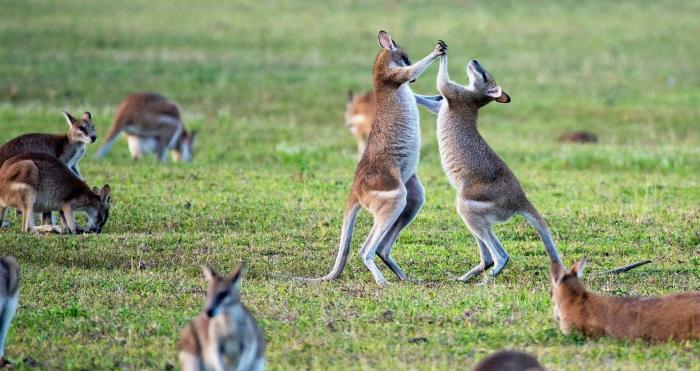 Peagi saab Austraaliasse maad mööda (mööndustega!)