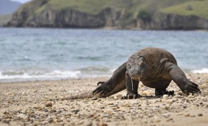 Komodo rahvuspargi suur hinnatõus lükkus edasi