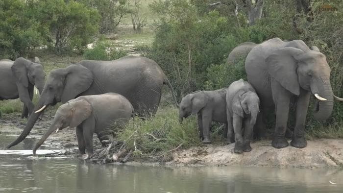 Ühine Lõuna-Aafrika safariga laivis!